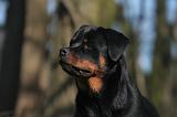 ROTTWEILER 529